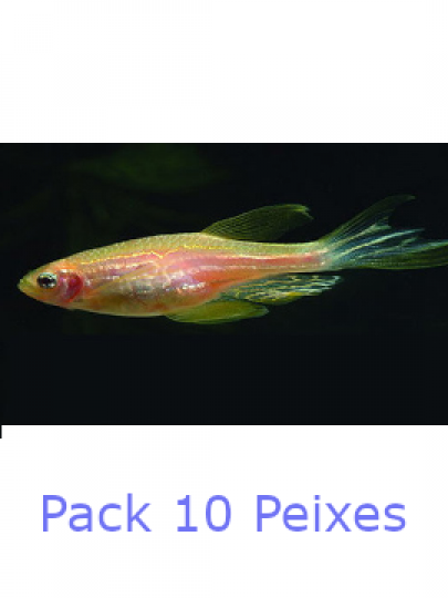 Danio Zebra Branco - PACK 10 PEIXES